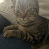 Photo de chat trouvé à Villemur