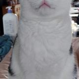 Photo de chat perdu à Razes