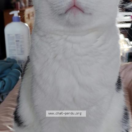 Photo 1/1 Aria Chat perdu à Razes