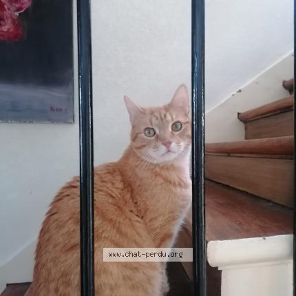 Photo 1/2 Berlioz Chat perdu à Ermont