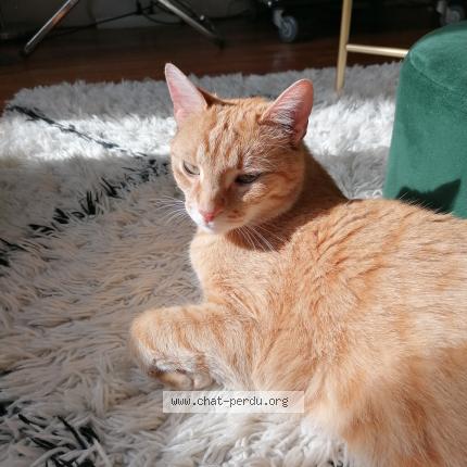 Photo 2/2 Berlioz Chat perdu à Ermont