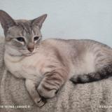 Photo de chat perdu à Tlalnepantla