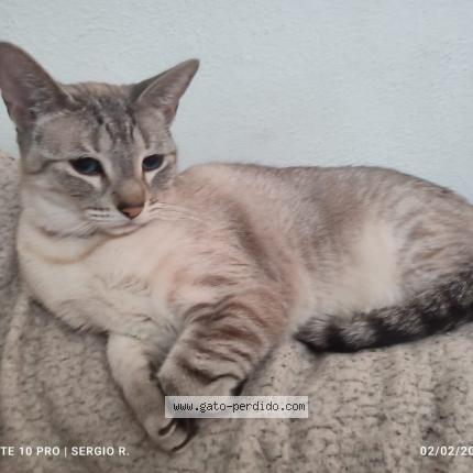 Photo 1/1 Gatobo Chat perdu à Tlalnepantla