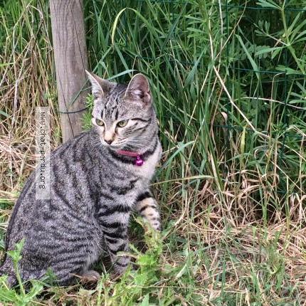 Photo 1/1 Chipie Chat perdu à Cagnotte