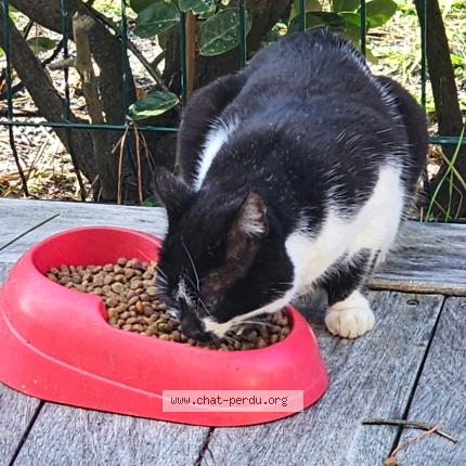 Photo 2/2 Chat trouvé Trouvé à Arcachon