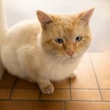 Photo de chat trouvé à Merville