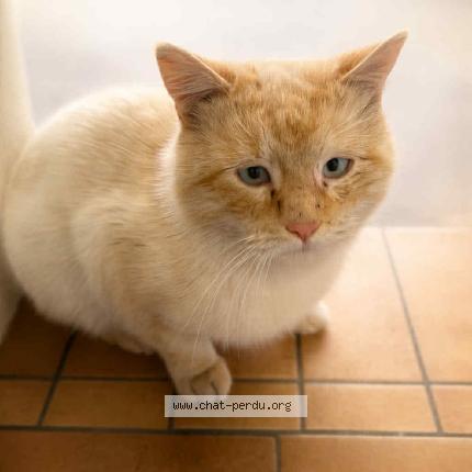 Photo 1/1 Chat trouvé Trouvé à Merville