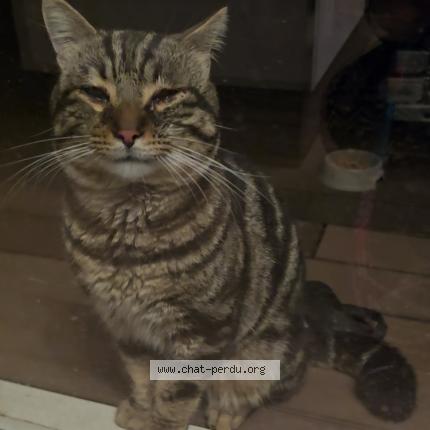 Photo 1/1 Chat retrouvé Trouvé à Montpellier