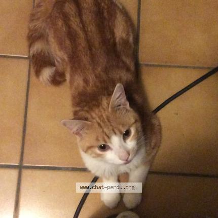 Photo 1/2 Gizmo Chat perdu à Montargis