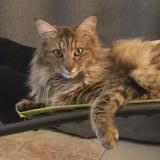 Photo de chat perdu à Saint Etienne De Montluc