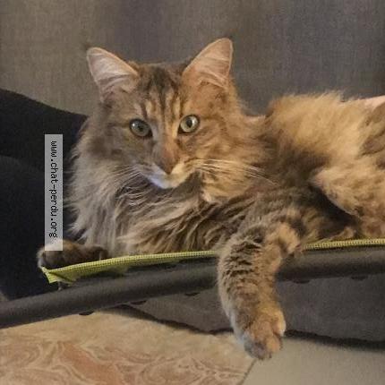 Photo 1/1 Zelda Chat perdu à Saint etienne de montluc