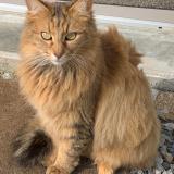 Photo de chat perdu à Saint Etienne De Montluc