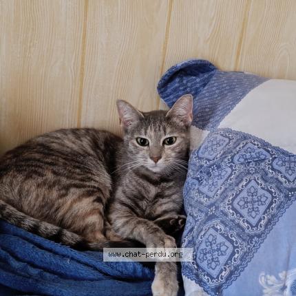 Photo 1/1 Chat retrouvé Perdu à Garat