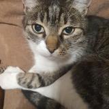 Photo de chat perdu à Toulouse