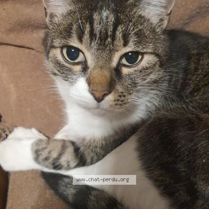 Photo 1/1 MISTIGRI Chat perdu à Toulouse