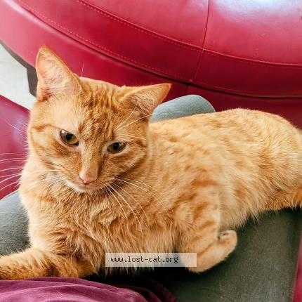 Photo 1/1 Max Chat perdu à Port charlotte