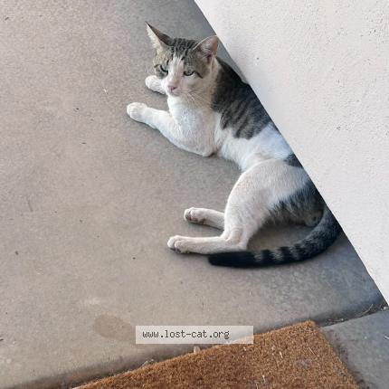 Photo 1/1 Buddy Chat perdu à Chandler