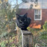 Photo de chat perdu à Nashville