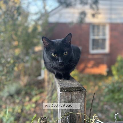 Photo 1/1 Barry Chat perdu à Nashville