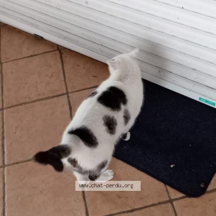 Photo 1/1 Chat retrouvé Perdu à Angresse