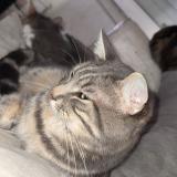 Photo de chat perdu à Florensac