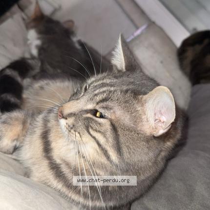 Photo 1/1 Teamo Chat perdu à Florensac