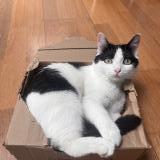 Photo de chat perdu à Metz