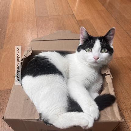 Photo 1/1 Audrey Herson Chat perdu à Metz