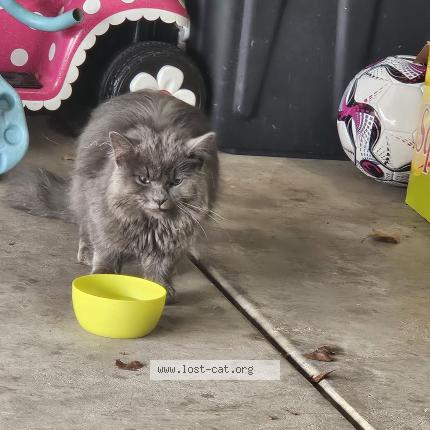 Photo 1/1 Chat trouvé Trouvé à Plainfield