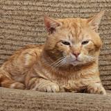 Photo de chat perdu à Gauchy