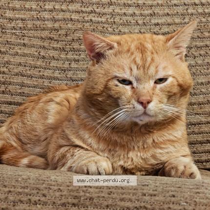 Photo 1/1 Penall Chat perdu à Gauchy