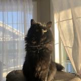 Photo de chat perdu à Calgary