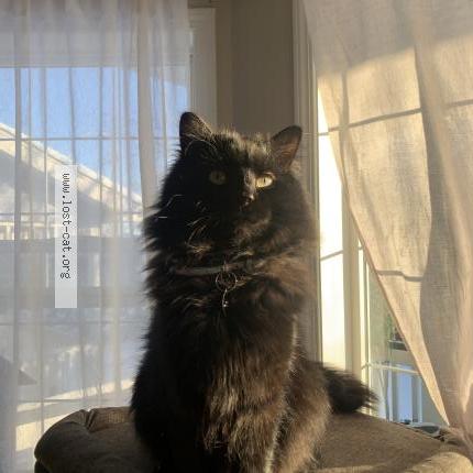 Photo 1/1 Hiro Chat perdu à Calgary