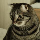 Photo de chat perdu à Tours