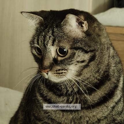 Photo 1/1 Achille Chat perdu à Tours