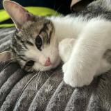 Photo de chat perdu à Woippy