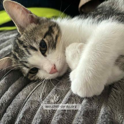 Photo 1/1 Monroe Chat perdu à Woippy