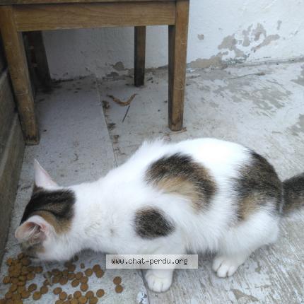 Photo 1/1 Chat trouvé Trouvé à La roche sur yon