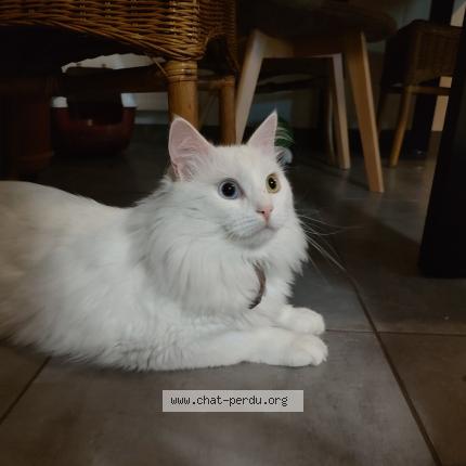 Photo 1/1 Chat retrouvé Perdu à Chavagnes les eaux terranjou