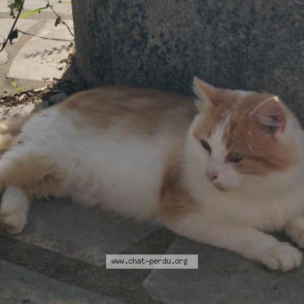 Photo 1/1 Morphée Chat perdu à Le fossat