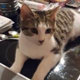 Photo de chat perdu à Sens