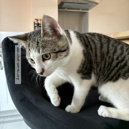 Photo 2/3 Chat retrouvé Perdu à Sens