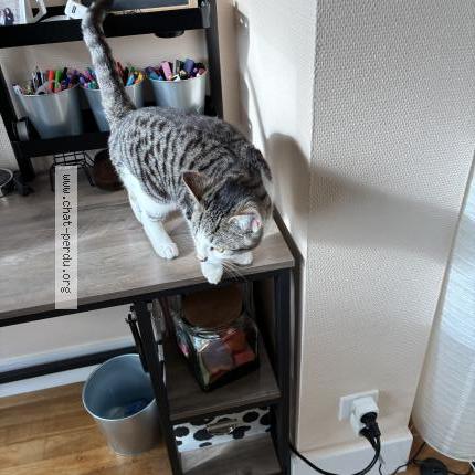 Photo 3/3 Chat retrouvé Perdu à Sens