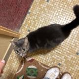 Photo de chat trouvé à Tours