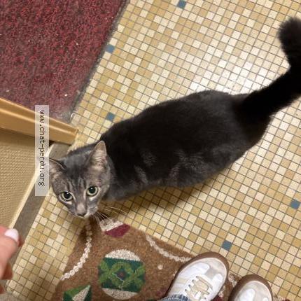 Photo 1/1 Chat trouvé Trouvé à Tours