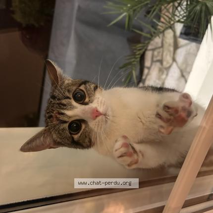 Photo 1/1 Chat retrouvé Trouvé à Poitiers