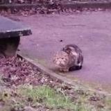 Photo de chat trouvé à Pierre Benite