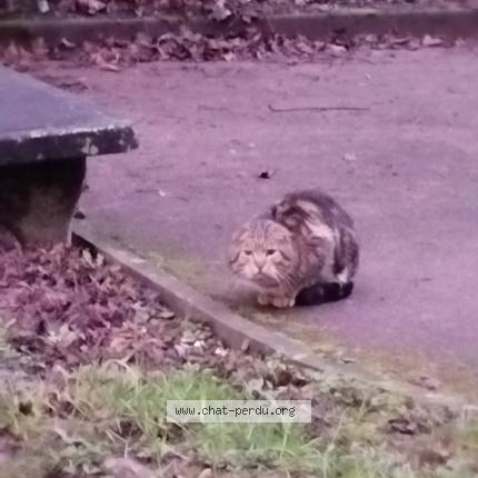 Photo 1/1 Chat trouvé Trouvé à Pierre benite
