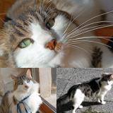 Photo de chat perdu à Beaumont St Cyr