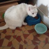 Photo de chat perdu à Venissieux